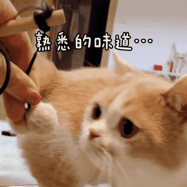 网友用猫毛戳了个球球猫我又完整了