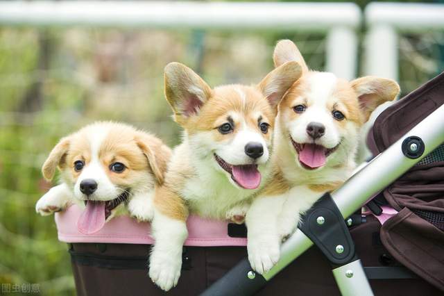 狗厉害排名_什么狗厉害排名第一