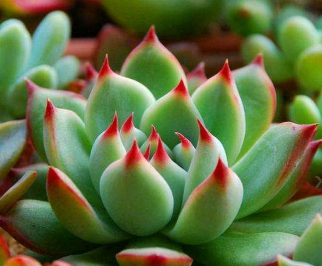 多肉怎么上色又快又肥 41188d07e27f4ed6b1d4cbff785a8341.jpeg