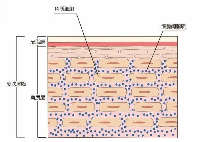 先简单复习一下皮肤屏障的概念,通俗地讲: 皮肤屏障=(水油比7:3的)