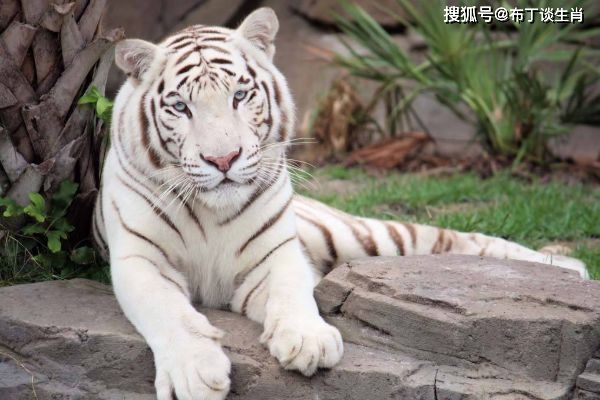 九月的虎是什么星座 5002c9dfca784653b567a28e156510bc.jpeg