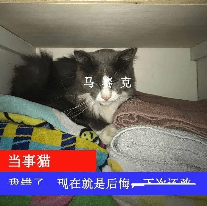 猫咪的内衣_性感情趣内衣猫咪套装