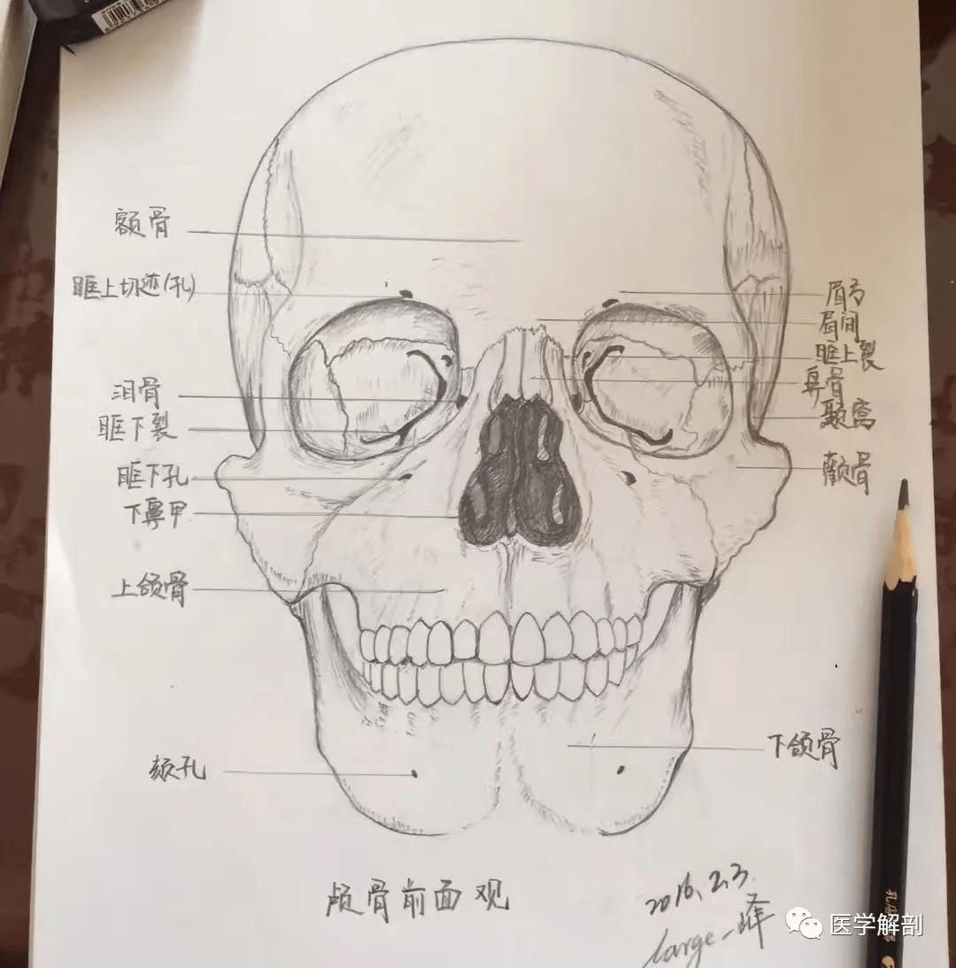 一位法医的手绘解剖笔记