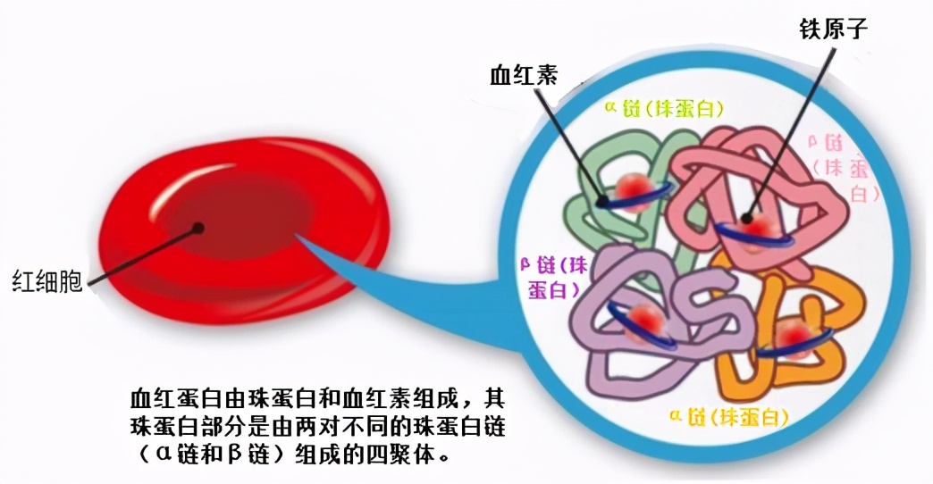 地中海贫血头晕怎么办