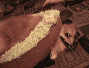 搞笑gif段子:你再压着我,我会生气的