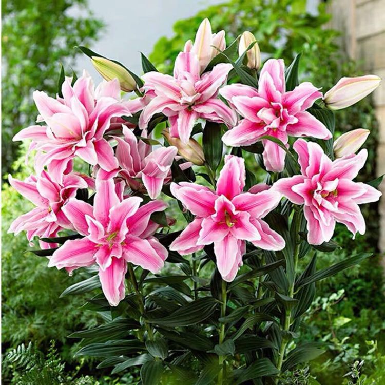 什么时间种植百合最好 19513a98d004478db6ef737130656585.jpeg