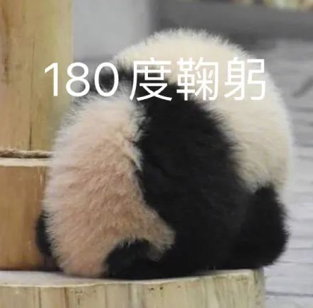 表情包大熊猫180度鞠躬