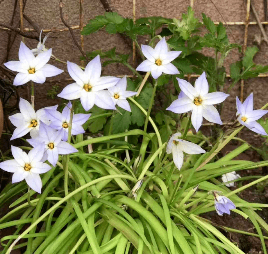 这种花是韭菜味,花朵比星星美,种一盆爱一盆!