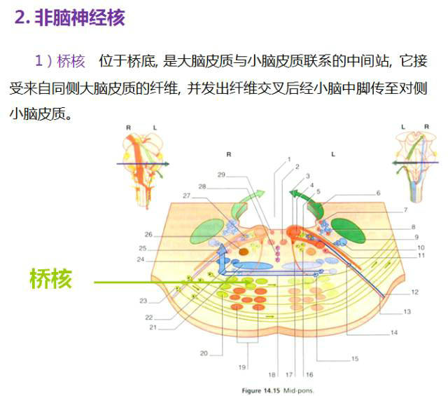 2)上橄榄核簇位于斜方体的背外侧,面神经核的腹内侧,由面神经核下端上