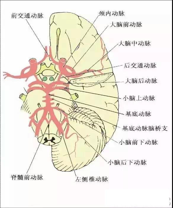 【收藏】超详脑供血系统分类_动脉