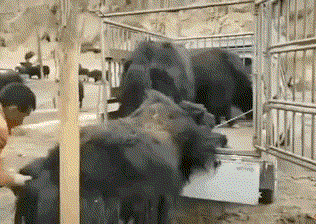 原创搞笑gif段子小姐姐穿丝袜的方式真是让人意想不到