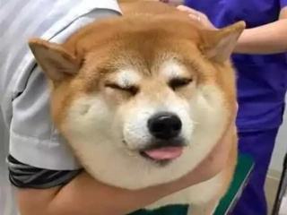 6a44706a3fdc4024996a47b84d0742a7.jpeg