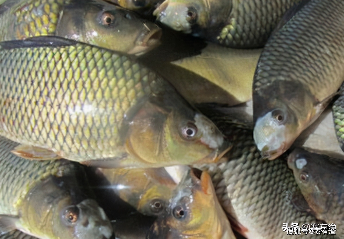 有鱼的水质怎么样 d0189e4d38b14e8480072b115be52b75.jpeg