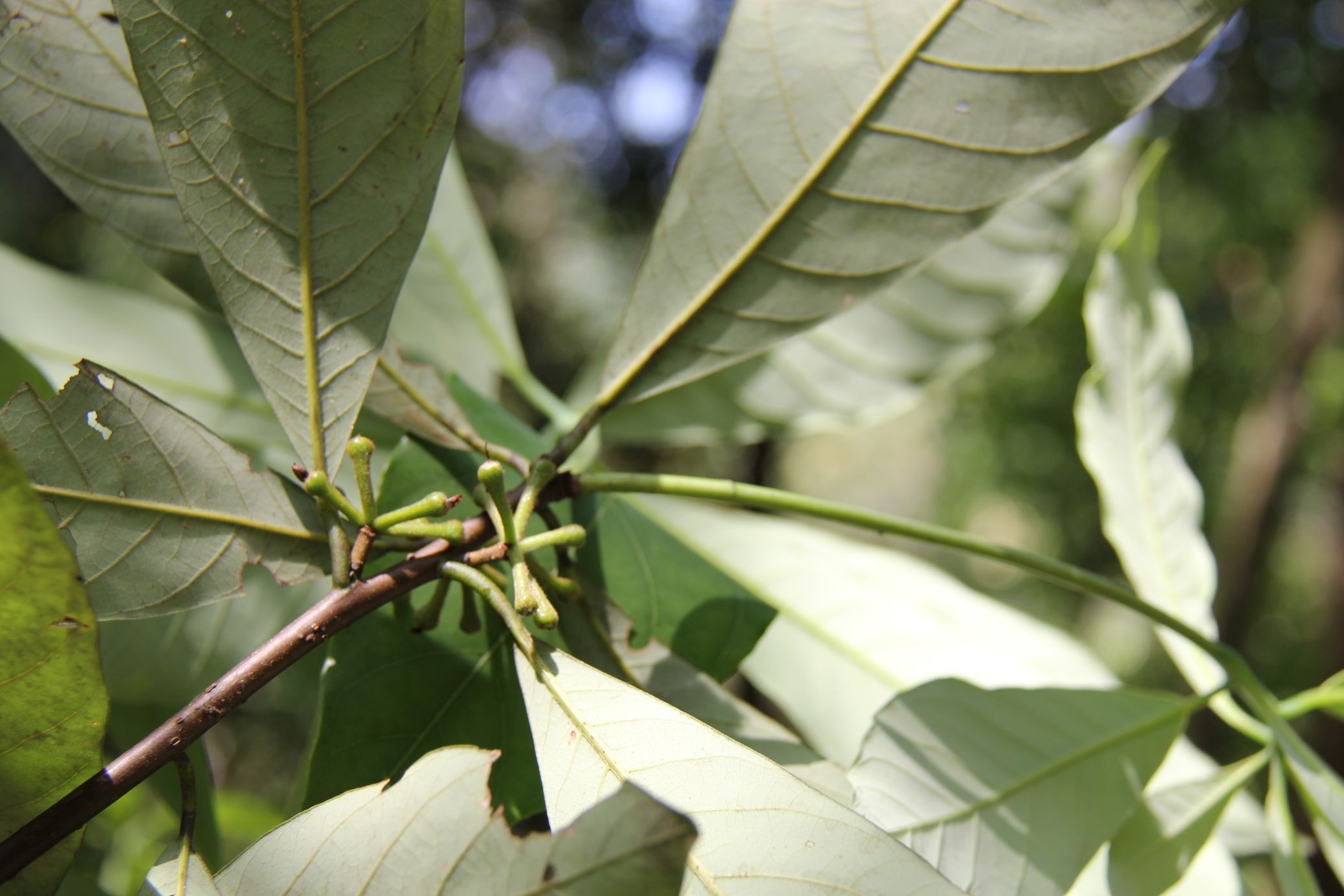 庆元植物1332-樟科-山胡椒属-黑壳楠