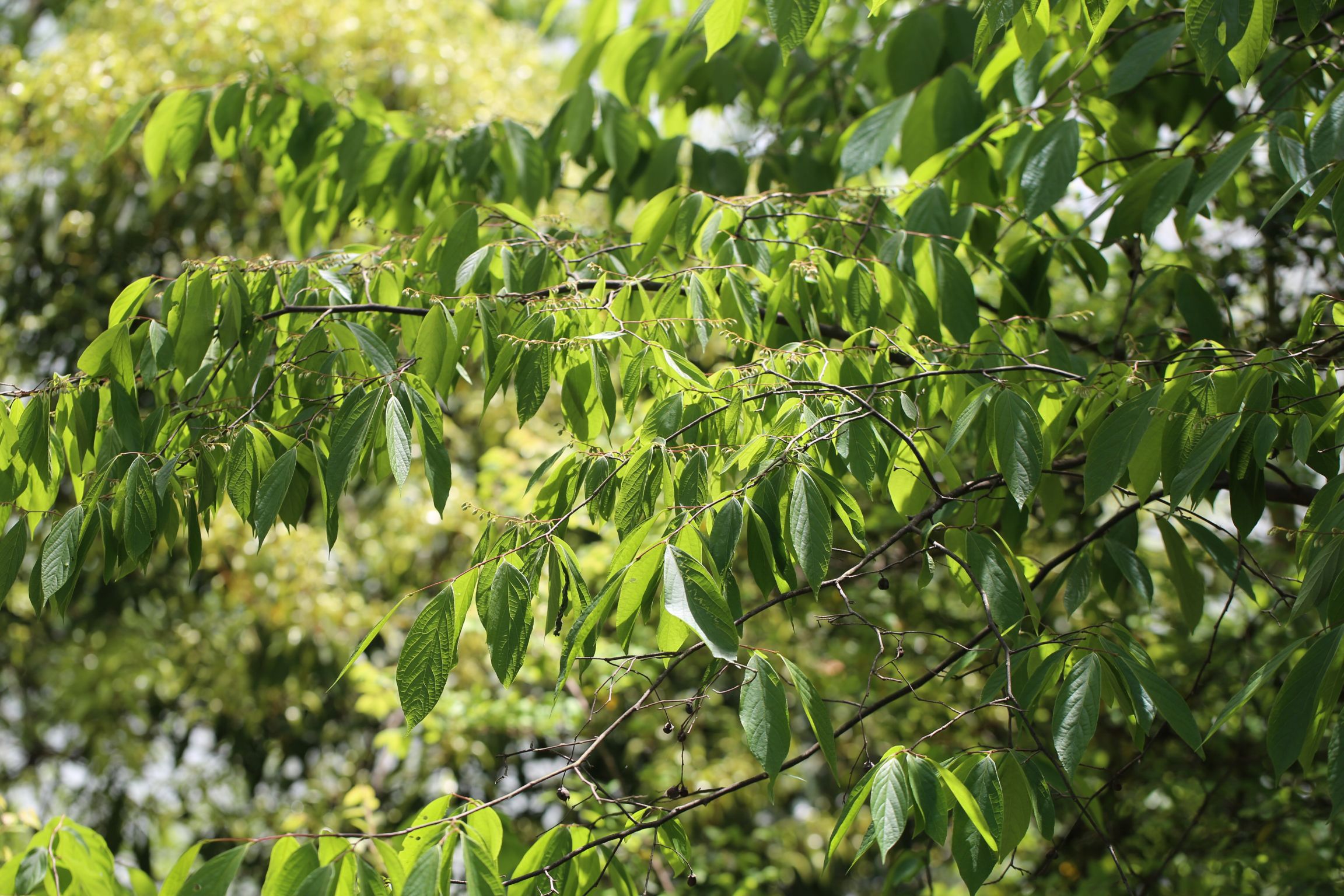 庆元植物1333-安息香科-安息香属-越南安息香