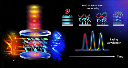 dna 与激光的 华尔兹 dna与激光的融合和切换 液晶