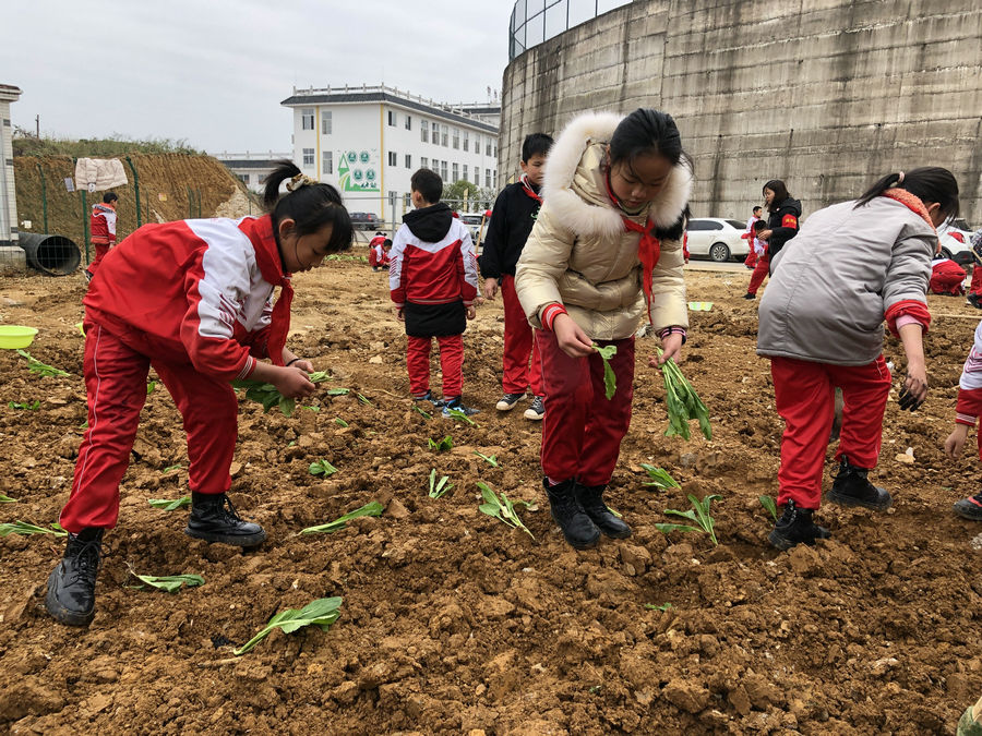 麻江县第一小学劳动农场一片繁忙景象_教育