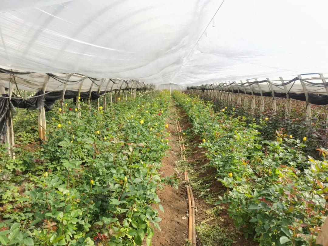 开远的GDP_开远钟楼图片