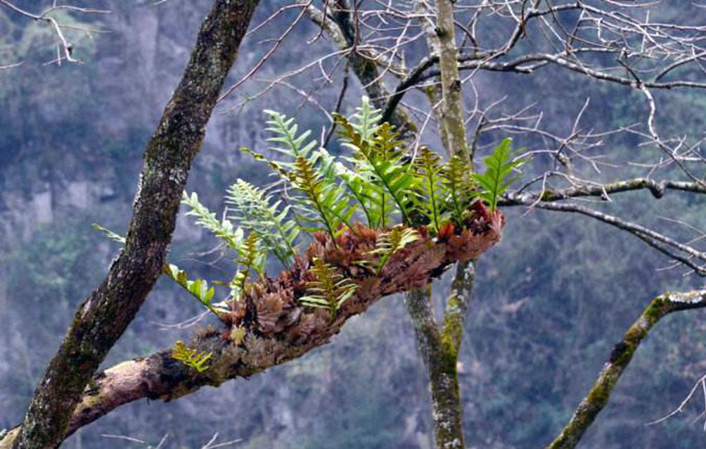 人称"白毛蛇",常冒充"骨碎补",这两种植物,您能区别吗?