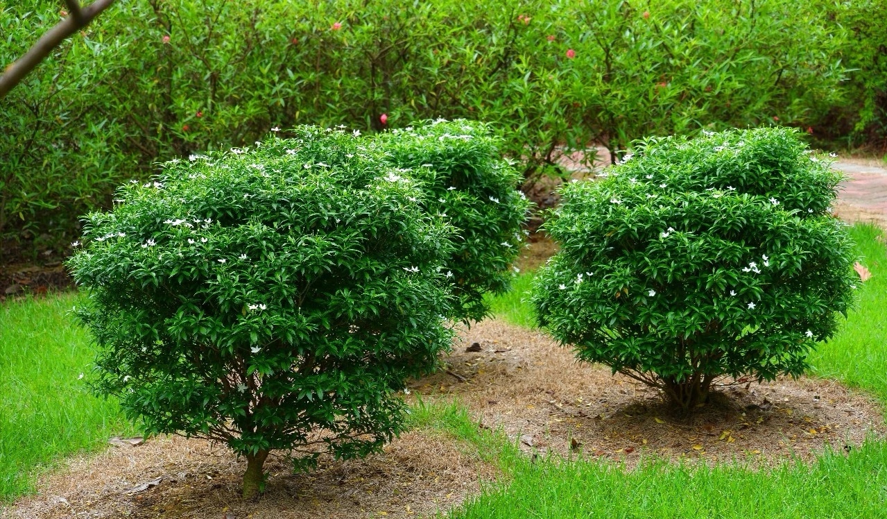 珍珠狗牙花又叫珍珠马茶花,属于夹竹桃科狗牙花属,资料很少,但花儿开