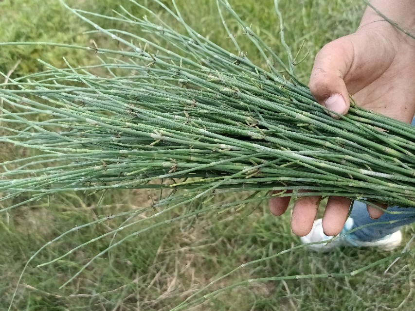 这种野草,即使是在冬季,它也不会凋零,你见过吗?