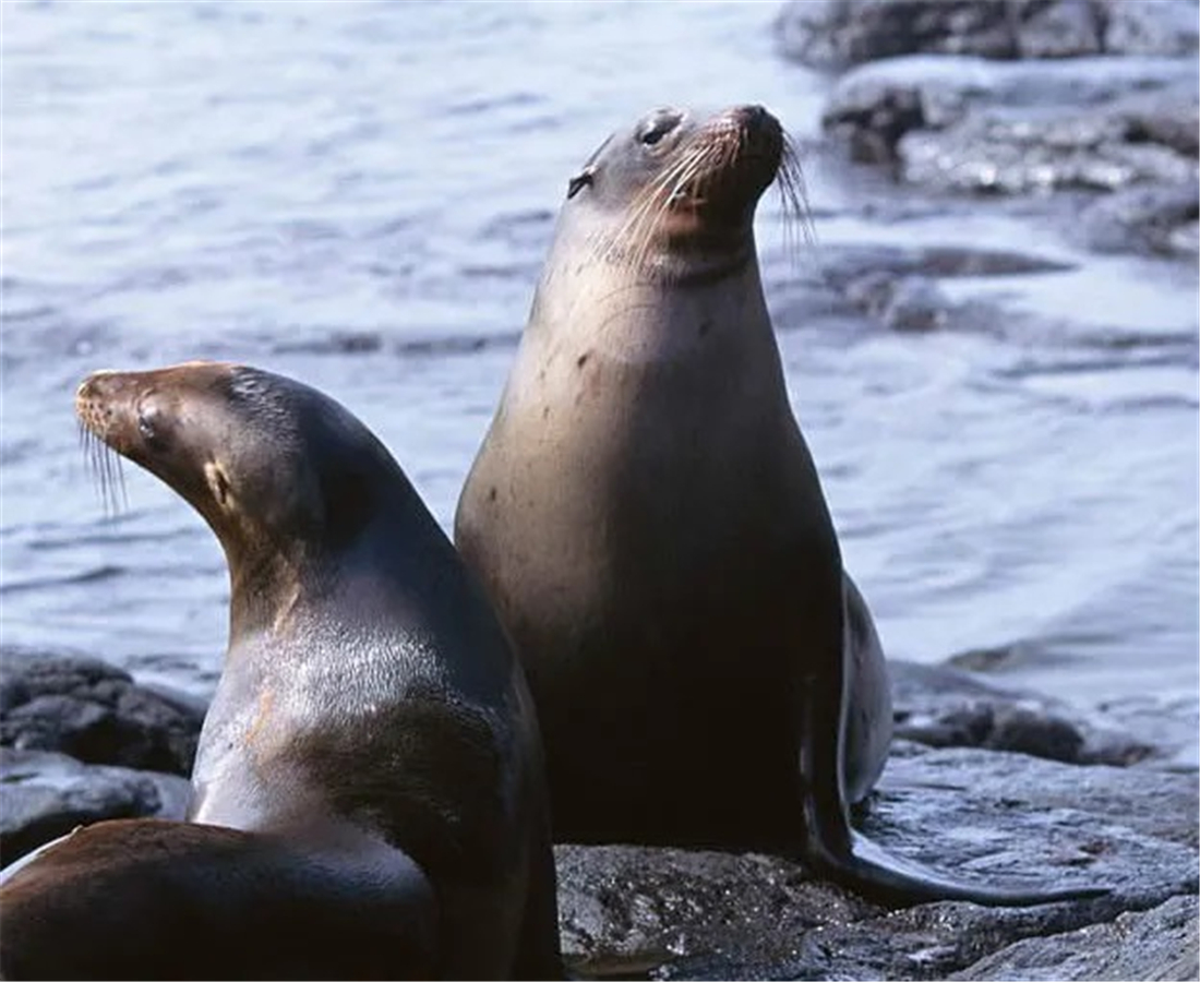 青岛海域出现稀奇海狗,长胡须如同雷达,洄游可关闭