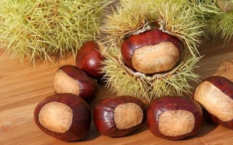 板栗的好处与坏处 e7301501e0d7409fa76ca81c265e7c7a.jpeg