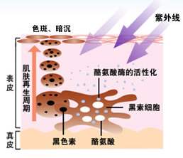 怎么可以减少黑色素的产生 09722ee17be8405aa1b8d09ef6fe7356.jpeg