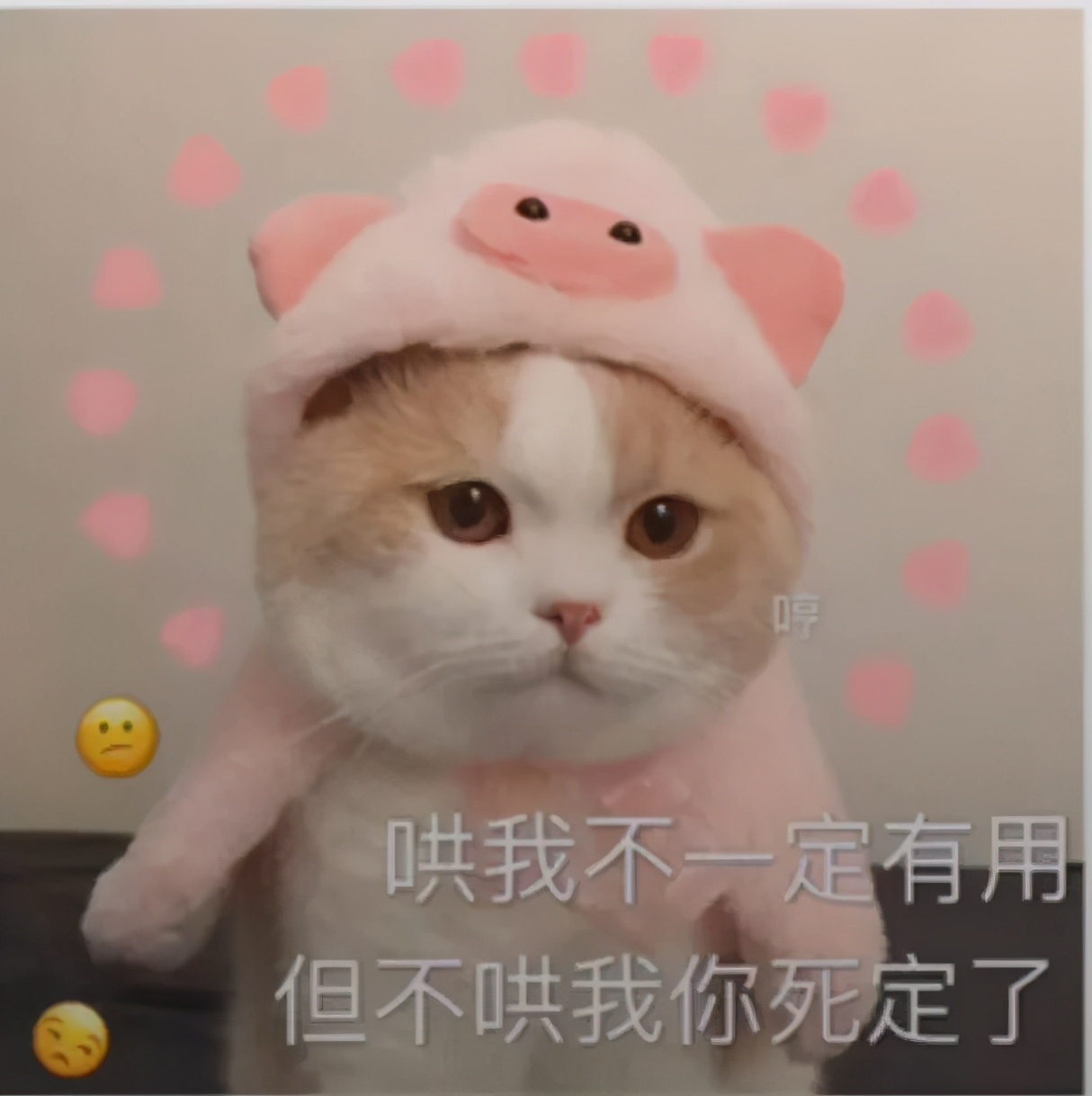 猫猫表情包我要把你摁在墙上亲亲