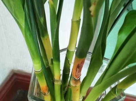 富贵竹几棵寓意好 e875a4c2e0994992a7a82425e1f3e712.jpeg