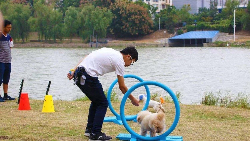 宠物训练 来自搜狐网