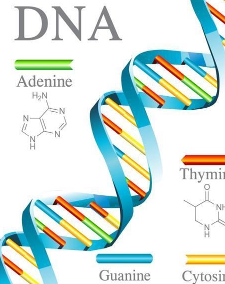 什么是基因突变有什么特征 7a20a4a5d21d46bcabf3004a742e051f.jpeg