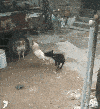 搞笑gif趣图:新来的办公室秘书,啥也不干-搜狐大视野