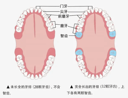 人口中有多少牙齿_奥特曼中有多少种怪兽(2)