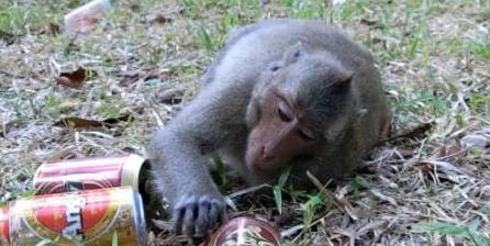 原创外国小伙给猴子喝啤酒,下一秒千万憋住别笑!镜头拍下精彩瞬间