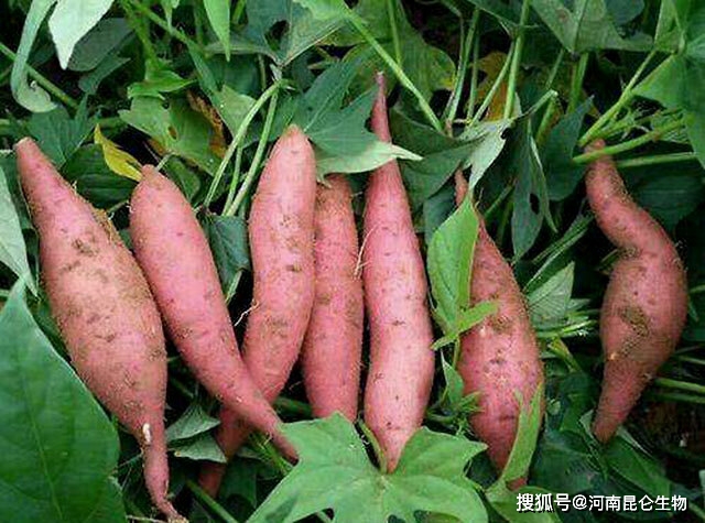 山东什么时间收红薯 0365691934c54a5c99c13febe45b62c5.jpeg
