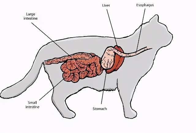 猫咪便秘是猫咪消化系统疾病中最为常见的病症之一,是干硬的粪便在