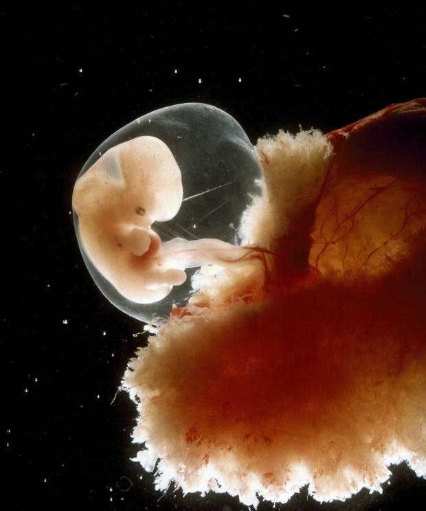 怀孕初期还没成为胎儿的宝宝是怎样的?详解孕1周到8周