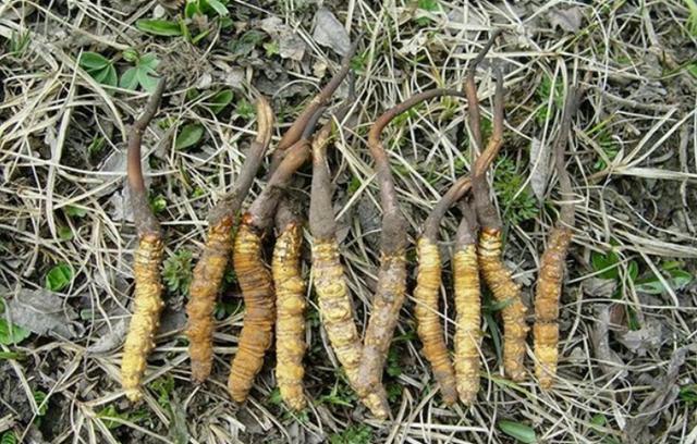 块茎植物怎么种 cd44c62f2b1b45f08ddb3c6204c8c14a.jpeg