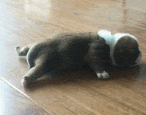 小狗被搞出飞天姿势,后腿不用力能飞起,真是逆天了!