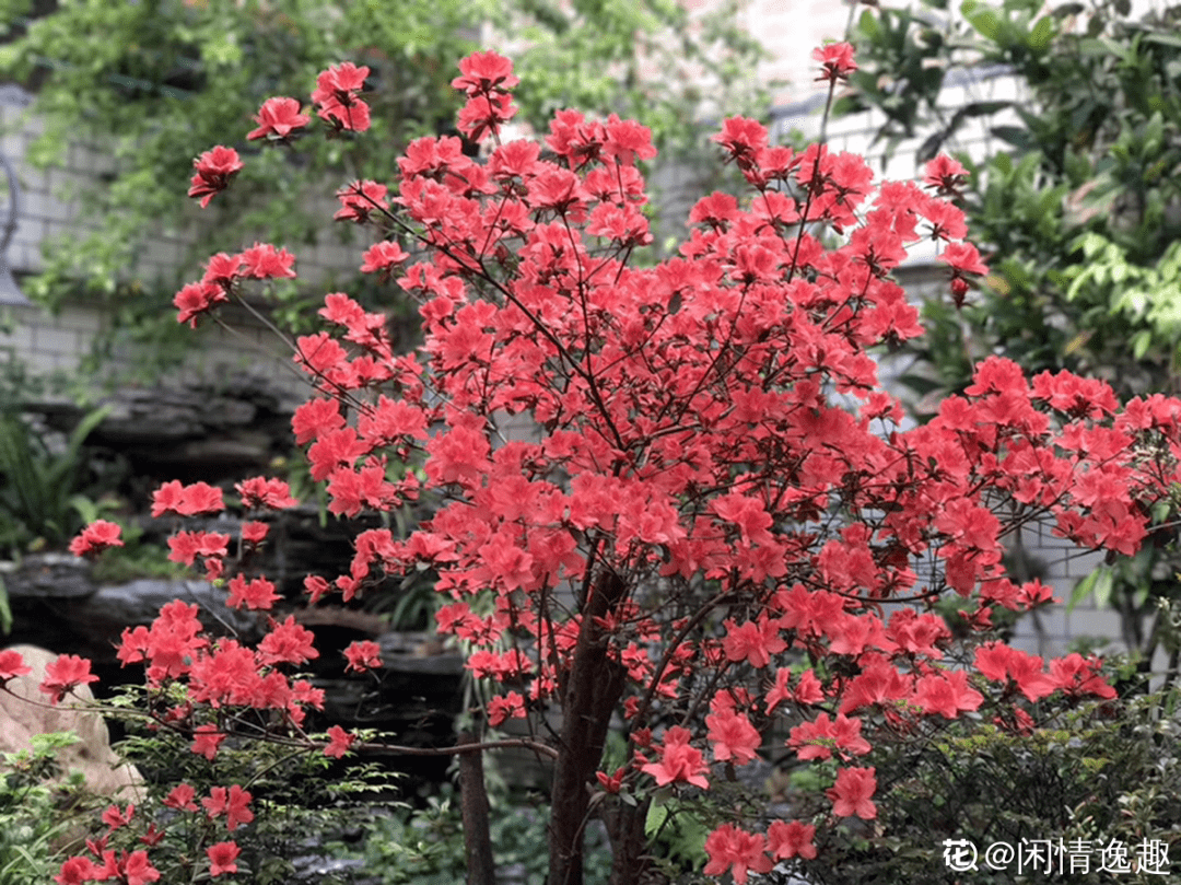 市花:桂花,玉兰景德镇市花:山茶南昌市市花:金边瑞香江西省莆田市市花