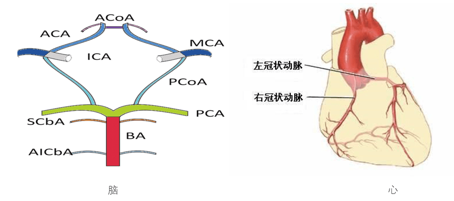 美丽的脑血管