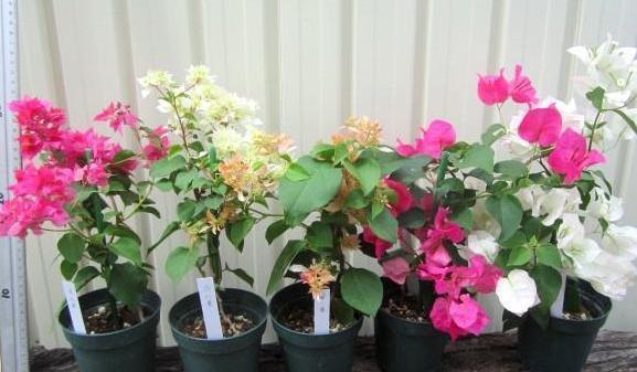 盆栽花卉大全三角梅 af934081a1864c6baca02b65902b7689.jpeg