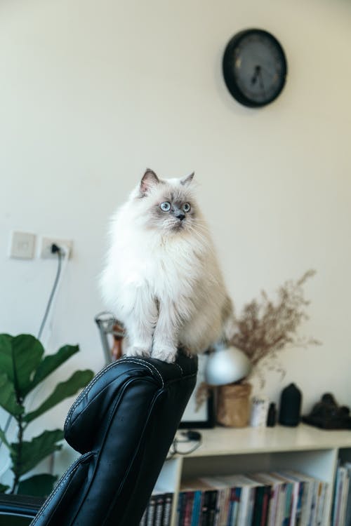 猫咪和人图片手机壁纸 d4d4f76afe9c4c3ea1577320a67a234d.jpeg