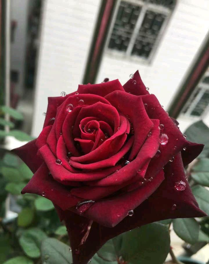 此花为世界上最黑的月季花,常被称作黑玫瑰,很少人知道