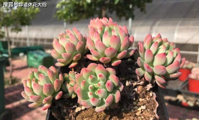老桩多肉该怎么换盆？2种方法“保活”，叫你心血不再白费_搜狐网