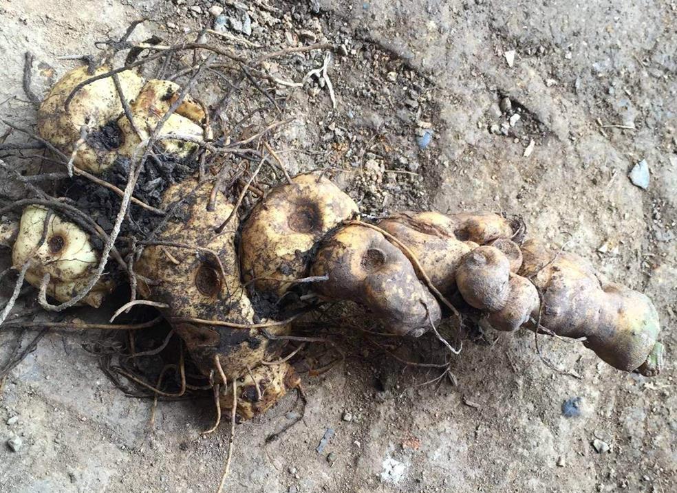 啥时候种黄精 8a379f596b4645149aa596ba3f8c57dc.jpeg