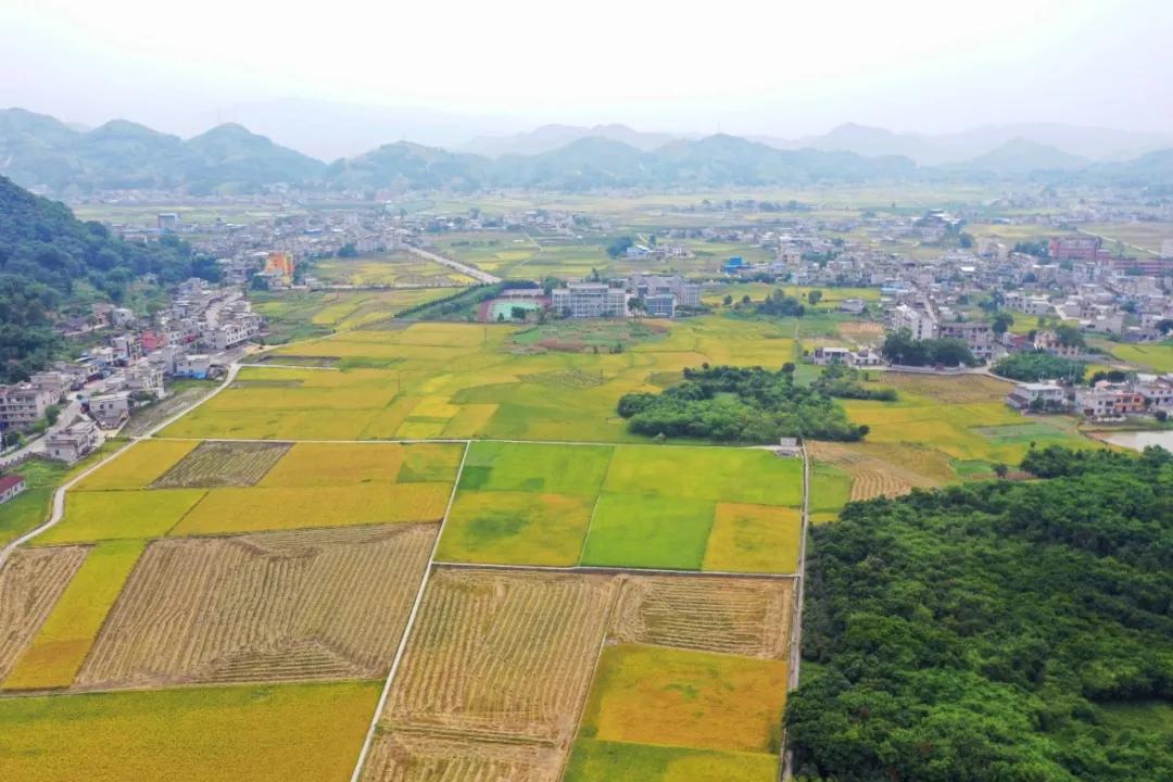 今天小编将带大家一起去感受田园风光,一起欣赏共乐镇共乐村水稻秋收