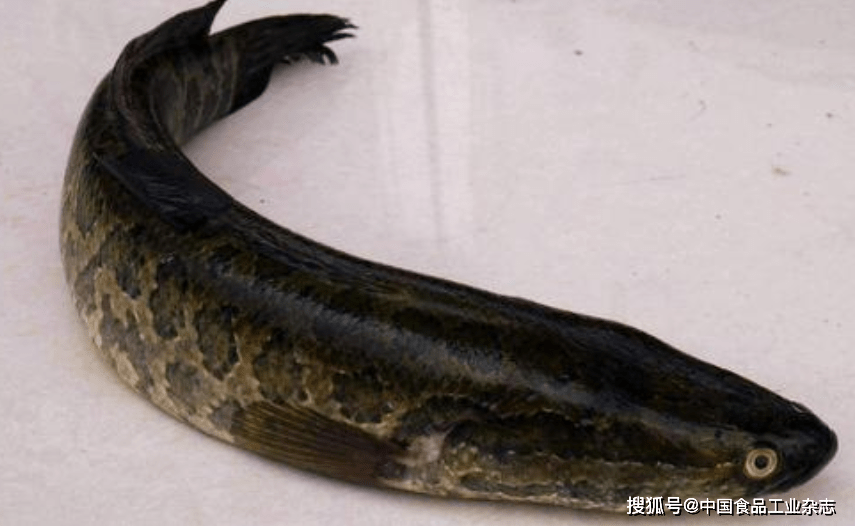 黑鱼怎么杀不腥 db1cc54cd4b14bffa67bab634f2fbf05.png