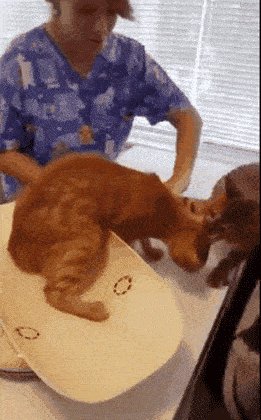 261_420 竖版 竖屏